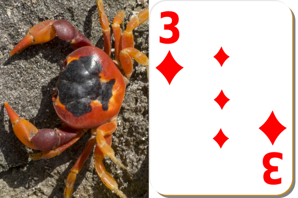 A side-by-side visual comparison of a crab and the number 3
